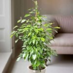 Ficus Benjamina, Weeping Fig - Plant - FBW-588925