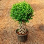 Ficus Bonsai Round Braided Arrangement - Plant - FBR-543494