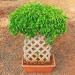 Ficus Bonsai Vertical Braided Arrangement - Plant - FBV-857835
