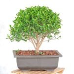 Ficus microcarpa Bonsai- Plant - FMB-747799