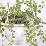 Ficus pumila variegated, Creeping fig variegated (hanging basket) - Plant - FPV-188119