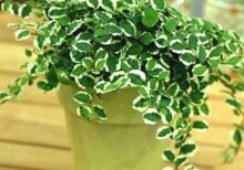 Ficus pumila variegated, Creeping fig variegated - Plant - FPV-482346