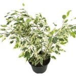 Ficus Starlight, Ficus benjamina - Plant - FSF-840823