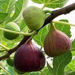 Fig Tree, Anjeer Fruit, Common Fig Fruit - Plant - FTA-145648