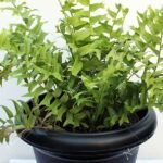 Fish Tail Fern - Plant - FTF-694866