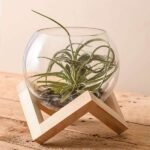 Foundation - Air Plant - FAP-456727