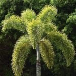 Fox tail palm - Plant - FTP-702266