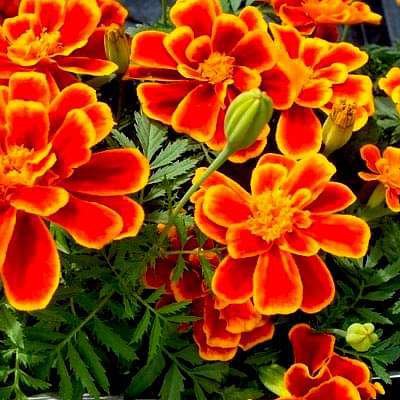 gog-plants-french-marigold-red-plant-16968868790412.jpg