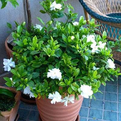 gog-plants-gardenia-ananta-plant-16968871739532.jpg