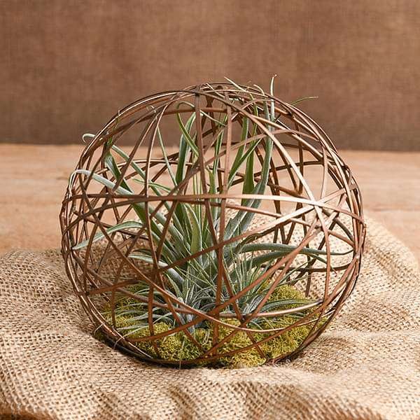 gog-plants-geo-ball-air-plant-16968874197132.jpg