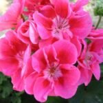 Geranium Ivy, Geranium Creeper (Pink) - Plant - GIG-220049