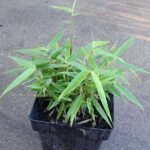 Giant cane,  Arundinaria gigantea - Plant - GCA-253063