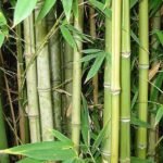 Giant thorny bamboo, Bambusa bambos - Plant - GTB-887752
