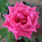 Gladiator Rose (Dark Pink) - Plant - GRP-494562