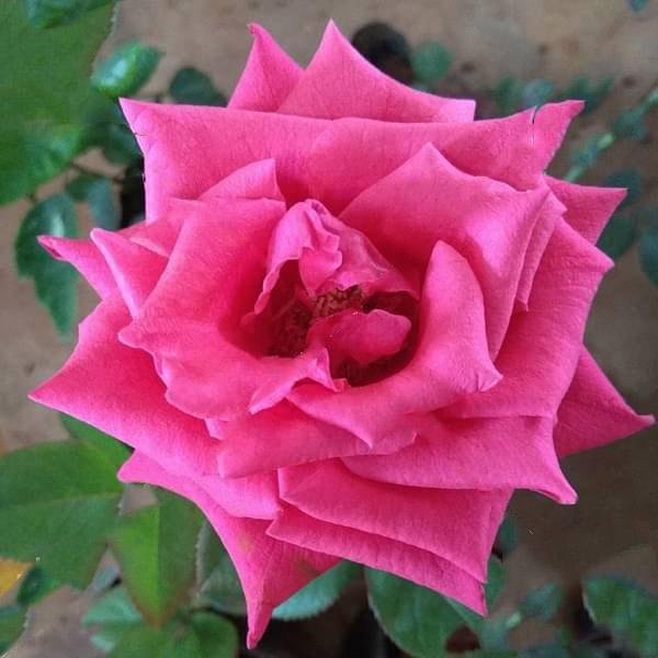 gog-plants-gladiator-pink-rose-plant.jpg