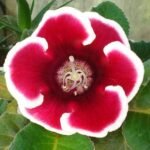 Gloxinia (Any Color) - Plant - GCP-889106