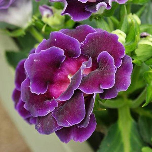 gog-plants-gloxinia-purple-plant.jpg