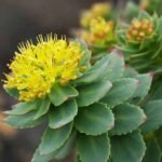 Golden Root, Rhodiola rosea - Succulent Plant - GRR-651717