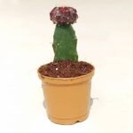 Moon Cactus (Grafted, Maroon) - Cactus Plant - MCM-274222