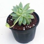 Graptopetalum macdougallii, Laxmi Kamal, Lakshmi Kamal - Succulent Plant - GML-269844
