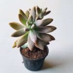Graptosedum Darley Sunshine - Succulent Plant - GDS-675993