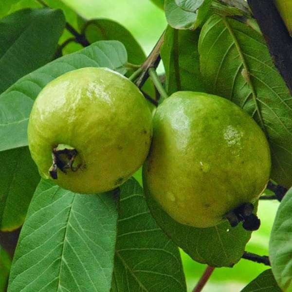 gog-plants-guava-tree-amrud-psidium-guajava-grafted-plant-16968910274700.jpg