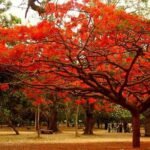 Gulmohar Tree, Delonix regia - Plant - GTD-710561