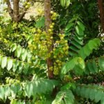 Harfarauri, Star gooseberry (Grafted) - Plant - HSG-149566