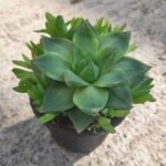 Haworthia cymbiformis,Cathedral Window Haworthia - Succulent Plant - HCW-189814