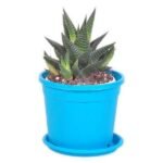 Haworthia limifolia - Succulent Plant - HLS-875709