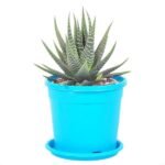 Haworthia margaritifera, Pearl Plant - Succulent Plant - HMP-346315