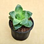 Haworthia truncata Green Rose - Succulent Plant - HTG-561106