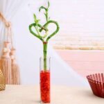 Heart Arrangement Lucky Bamboo in a Glass Vase with Pebbles - HAL-517284