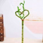 Heart Arrangement Lucky Bamboo Plant - HAL-688589