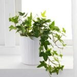 Hedera Helix, English Ivy - Plant - HHE-154107