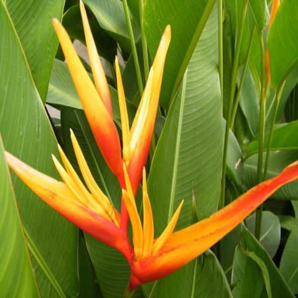 gog-plants-heliconia-psittacorum-heliconia-lady-diana-orange-plant.jpg