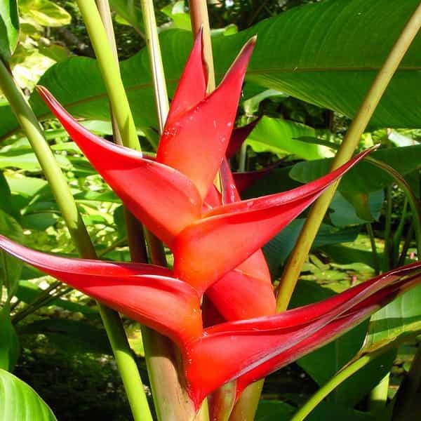 gog-plants-heliconia-psittacorum-heliconia-lady-diana-red-plant.jpg