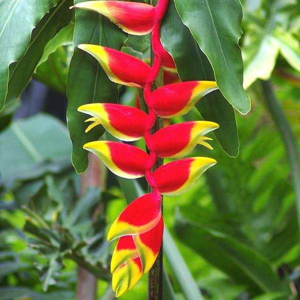 gog-plants-heliconia-rostrata-plant-16968926986380.jpg