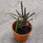 Hemigraphis repanda (Green, Magenta) - Plant - HRM-890762