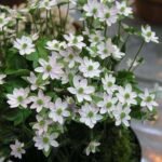Hepatica acutiloba - Plant - HAP-970594
