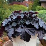 Heuchera - Plant - HP-809303