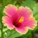 Hibiscus, Gudhal Flower  (Any Color) - Plant - HGF-718175