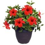 Hibiscus, Gudhal Flower (Hybrid, Any Color) - Plant - HGF-536182