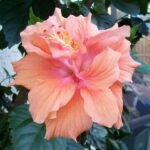 Hibiscus, Gudhal Flower (Peach Double) - Plant - HGF-902972