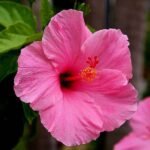 Hibiscus, Gudhal Flower (Pink) - Plant - HGF-941496