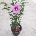 Hibiscus, Gudhal Flower (Purple) - Plant - HGF-117618