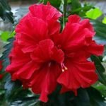 Hibiscus, Gudhal Flower (Red Double) - Plant - HGF-543537