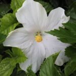 Hibiscus, Gudhal Flower (White) - Plant - HGF-509444
