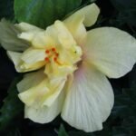 Hibiscus, Gudhal Flower (Yellow Double) - Plant - HGF-293837