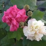 Hibiscus Mutabilis - Plant - HMP-500992